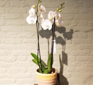 Orchidee wit 