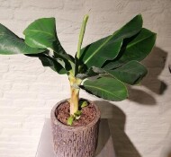 Musa, Bananenplant